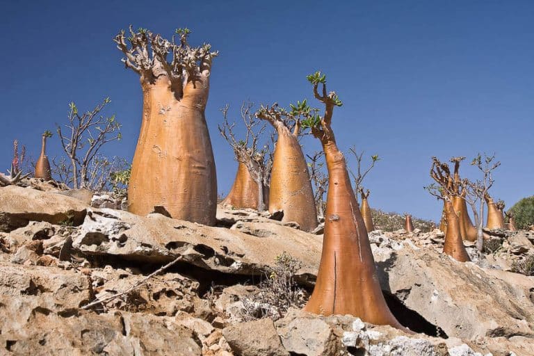 Trees on Socotra island, Yemen