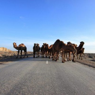 Camel traffic jam seen on our Turkmenistan tours